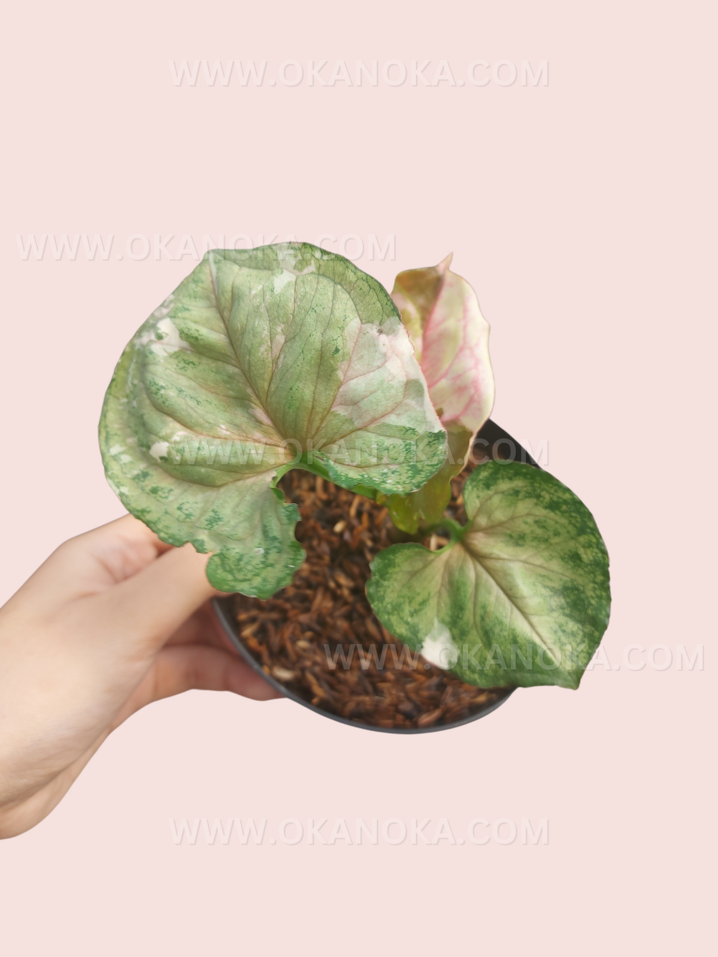 Syngonium Strawberry Ice Galaxy Small Size