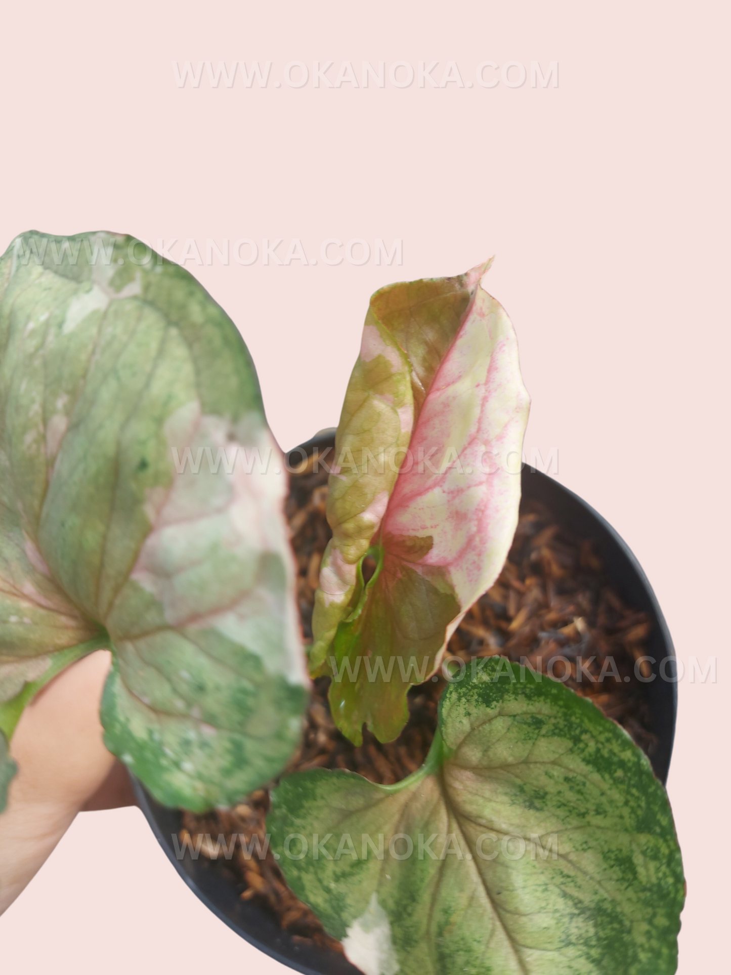 Syngonium Strawberry Ice Galaxy Small Size