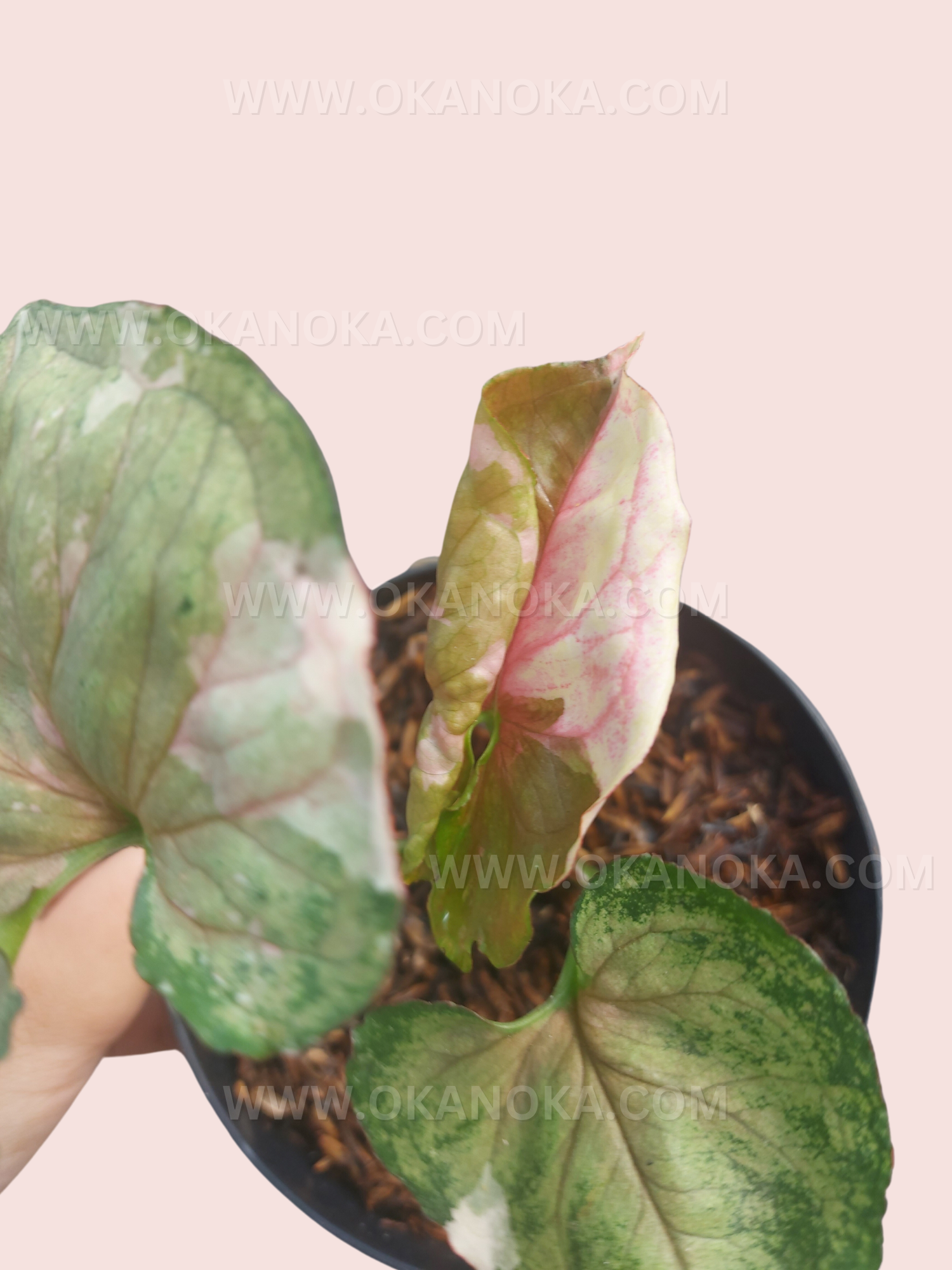 Healthy rooted Syngonium Strawberry Ice Galaxy Small Size showcasing colorful juvenile leaves.