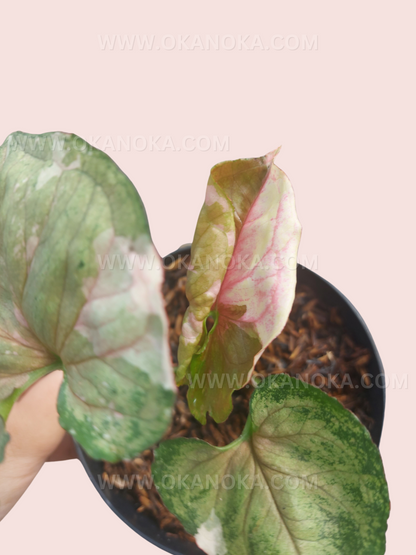 Healthy rooted Syngonium Strawberry Ice Galaxy Small Size showcasing colorful juvenile leaves.