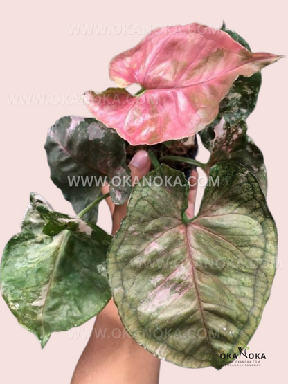 Syngonium Strawberry Ice Galaxy