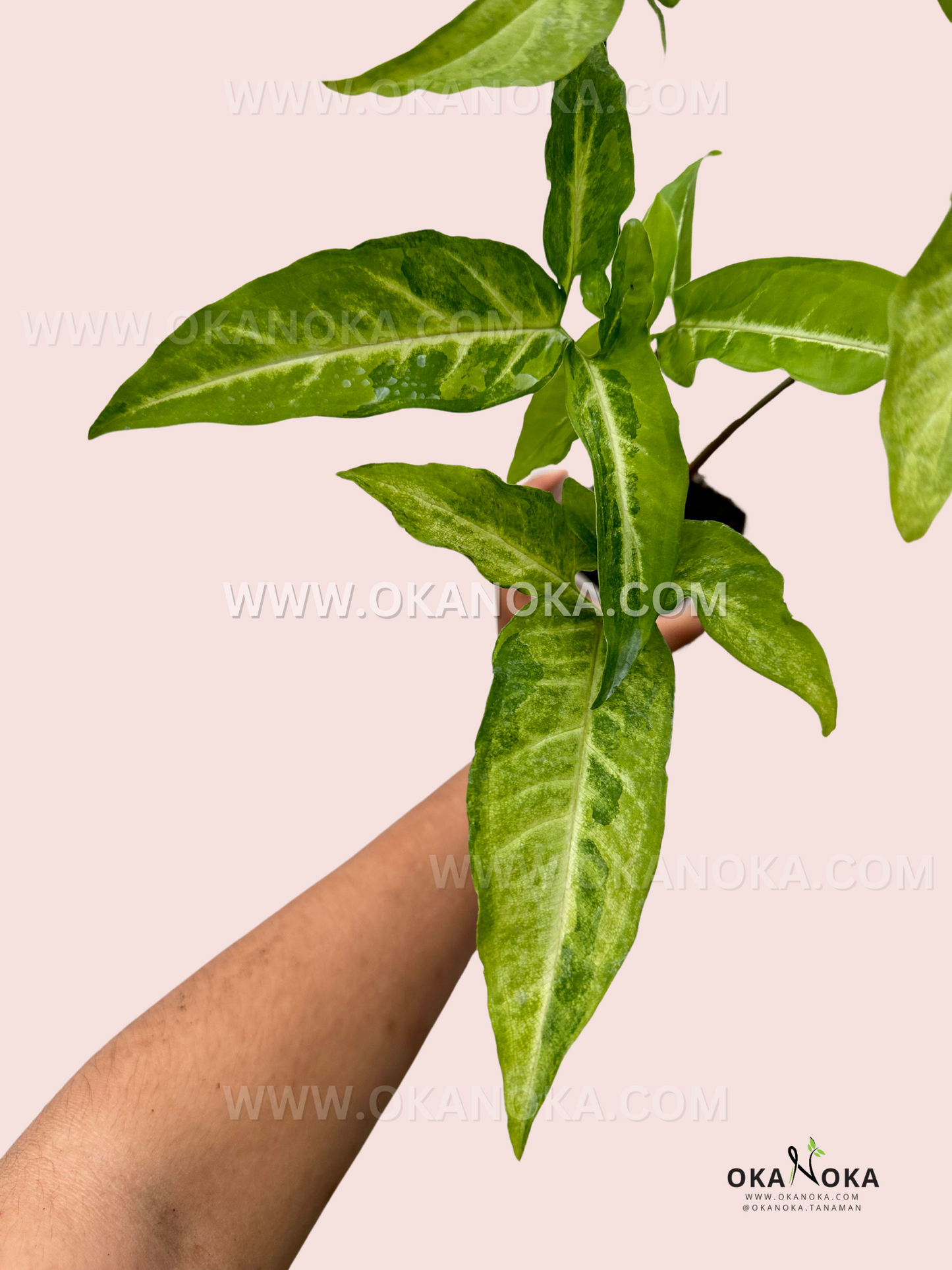 Syngonium Angustatum Yellow Variegated plant with vibrant green arrow-shaped leaves adorned with striking yellow variegation, creating a beautiful contrast. The plant is placed in a minimalist pot, showcasing its elegant and unique foliage.