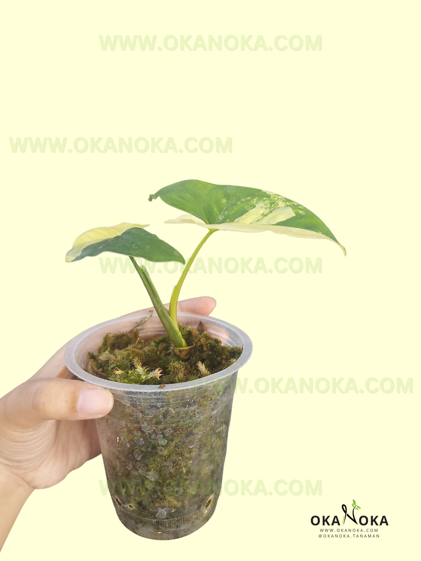 Young Syngonium Aurea Yellow Variegated starter plant displaying vibrant golden yellow variegation.