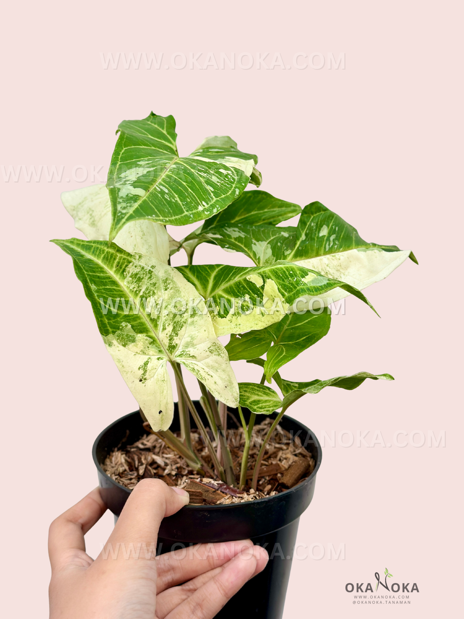 Close-up of Syngonium Batik Variegated leaves with creamy-white and green variegation, held in hand.