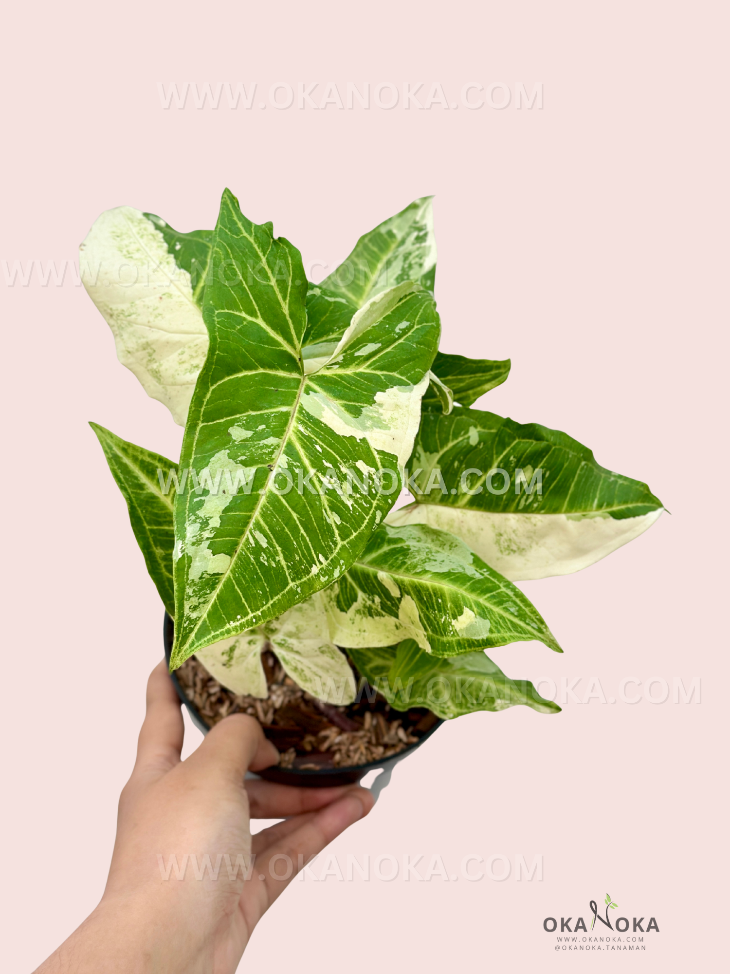 Top view of vibrant Syngonium Batik leaves highlighting unique leaf patterns.