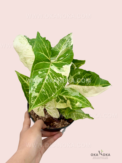 Top view of vibrant Syngonium Batik leaves highlighting unique leaf patterns.