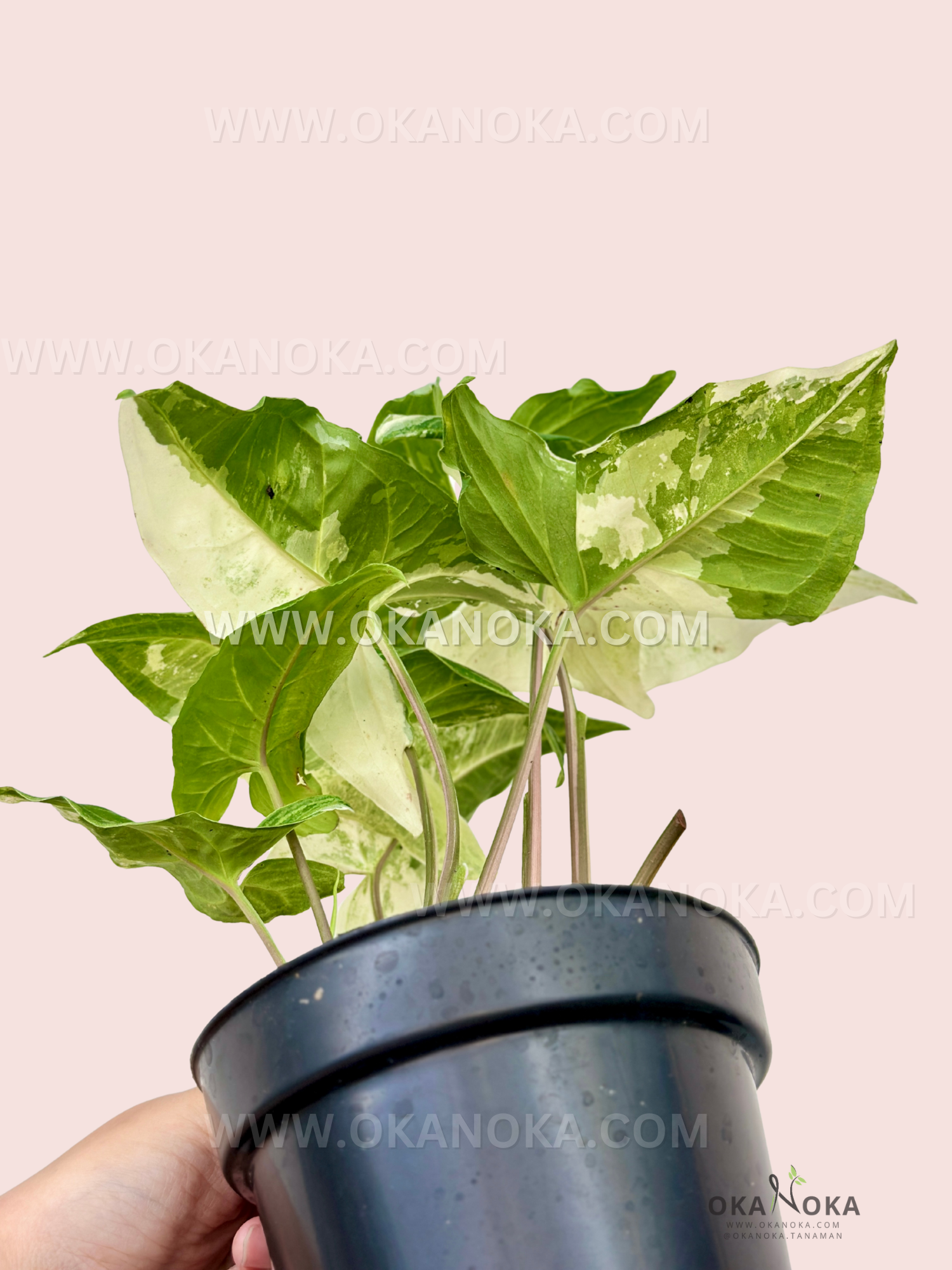 Side view of Syngonium Batik Variegated in pot showing variegated foliage texture.