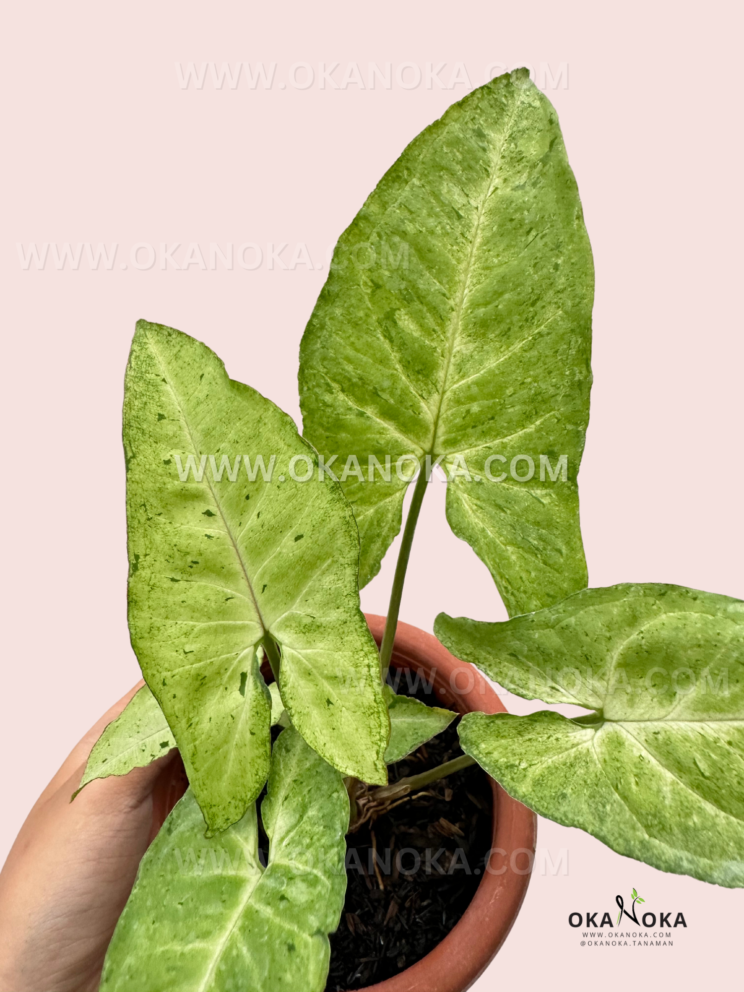 Close-up of Syngonium Byrd Freckles Europe with its distinctive green leaves adorned with small freckles.