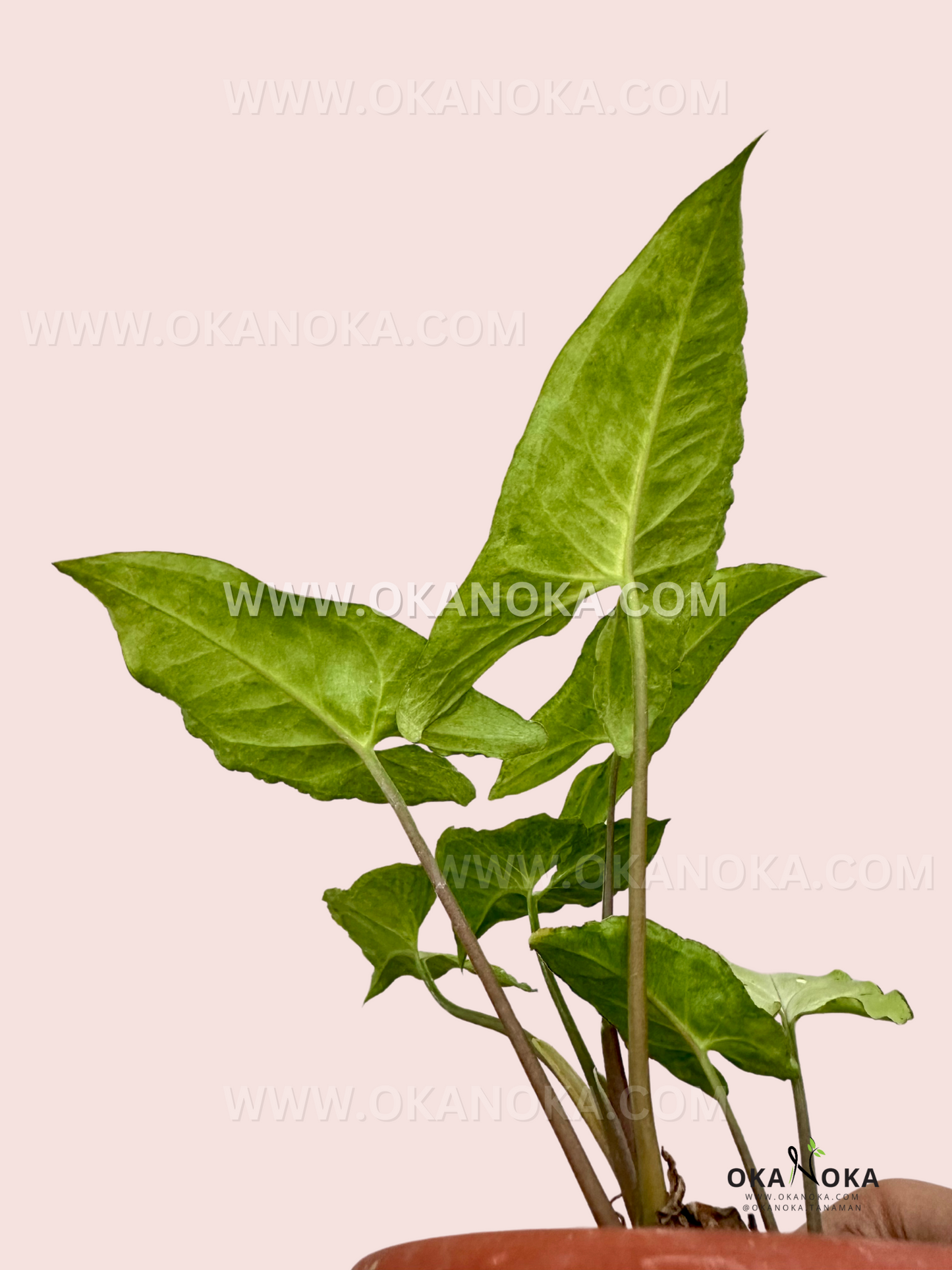 Side view of Syngonium Byrd Freckles Europe in a black pot, showcasing its speckled green foliage.