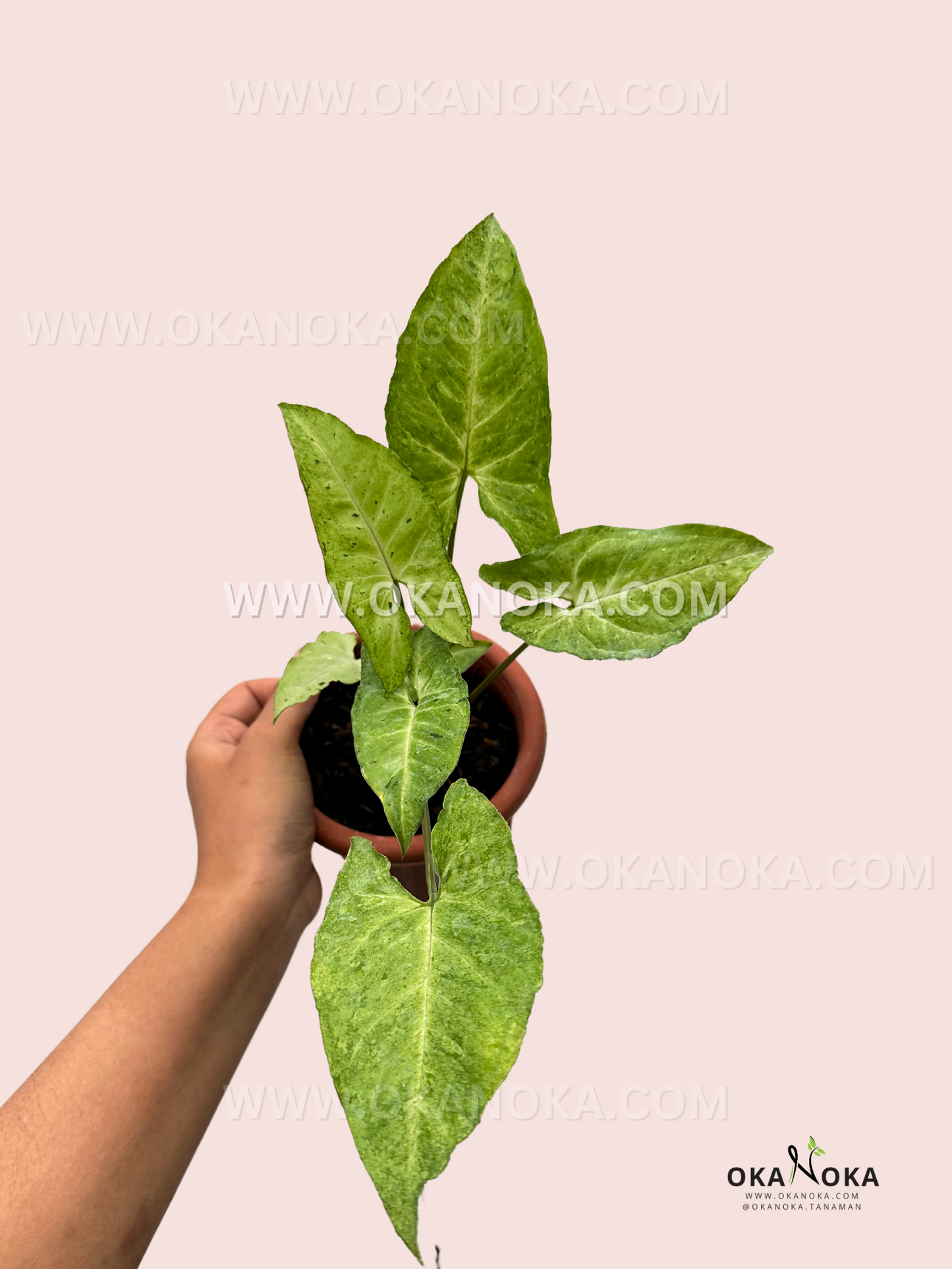 Top-down view of Syngonium Byrd Freckles Europe highlighting the unique freckling pattern on its leaves.