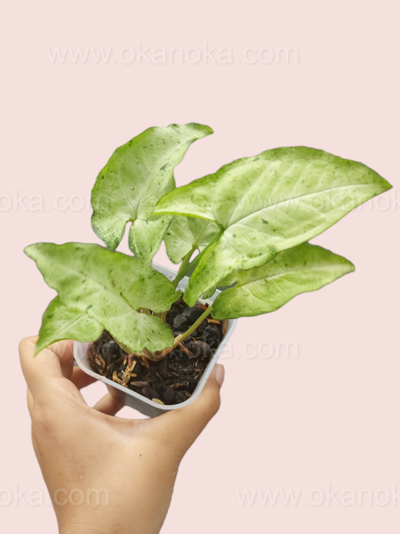 Close-up of Syngonium Byrd Freckless Europe showing freckled variegation on green leaves