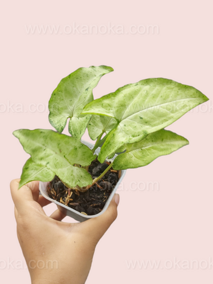 Close-up of Syngonium Byrd Freckless Europe showing freckled variegation on green leaves