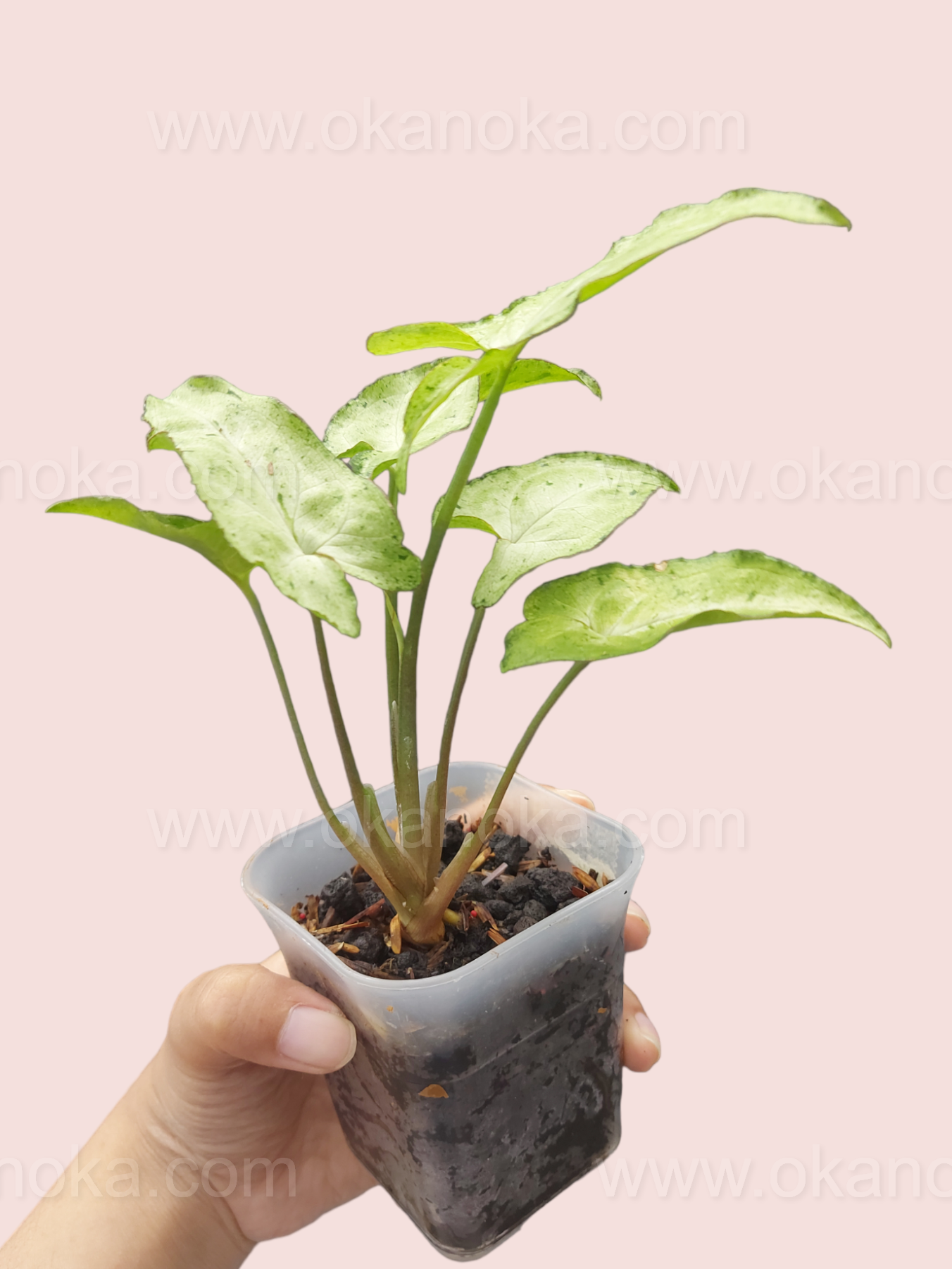Hand holding Syngonium Byrd Freckless Europe displaying distinct leaf pattern
