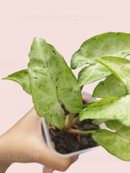 Top view of Syngonium Byrd Freckless Europe highlighting its unique freckled foliage