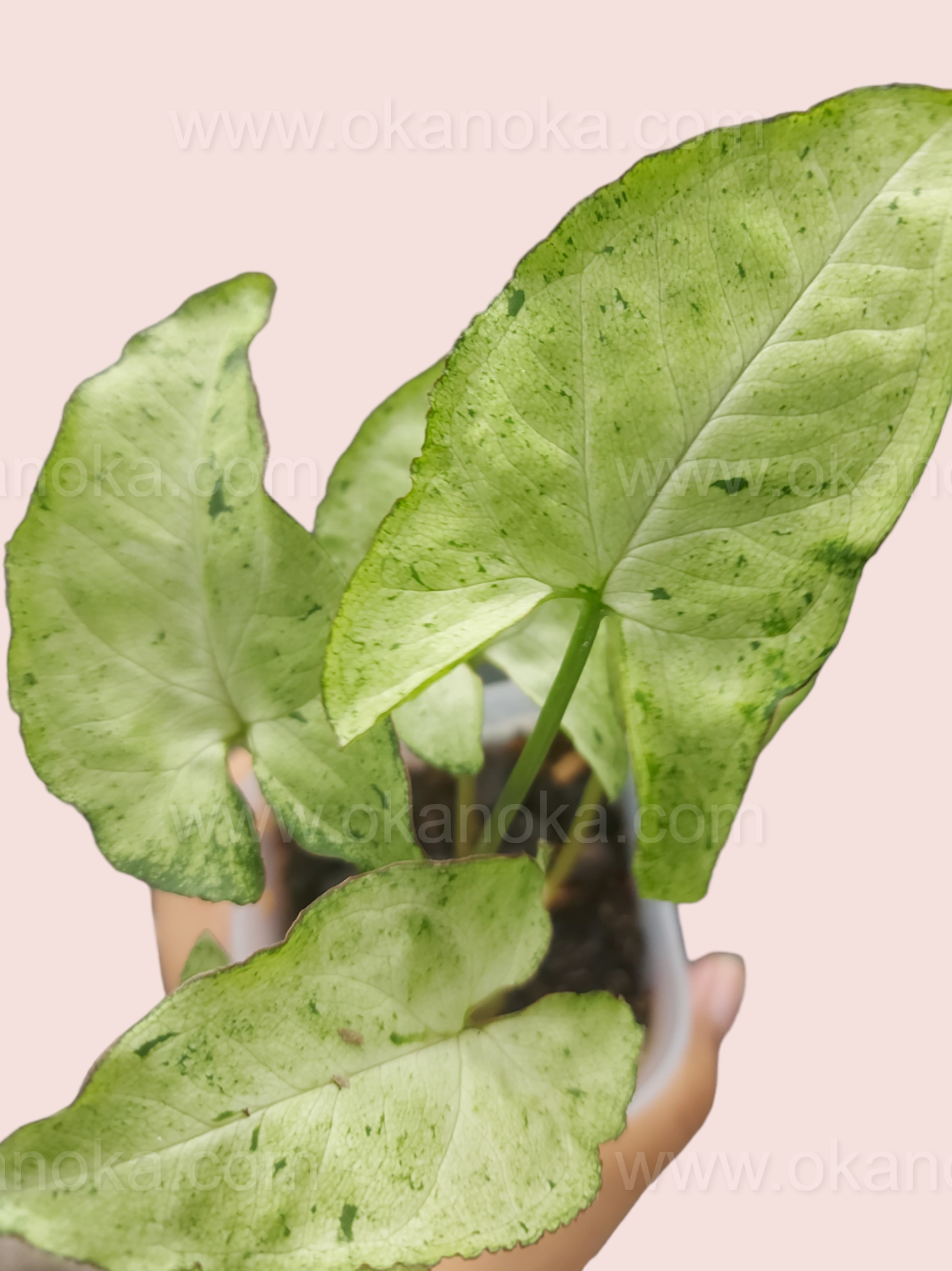 Full plant view of Syngonium Byrd Freckless Europe in a pot, showing multiple leaves