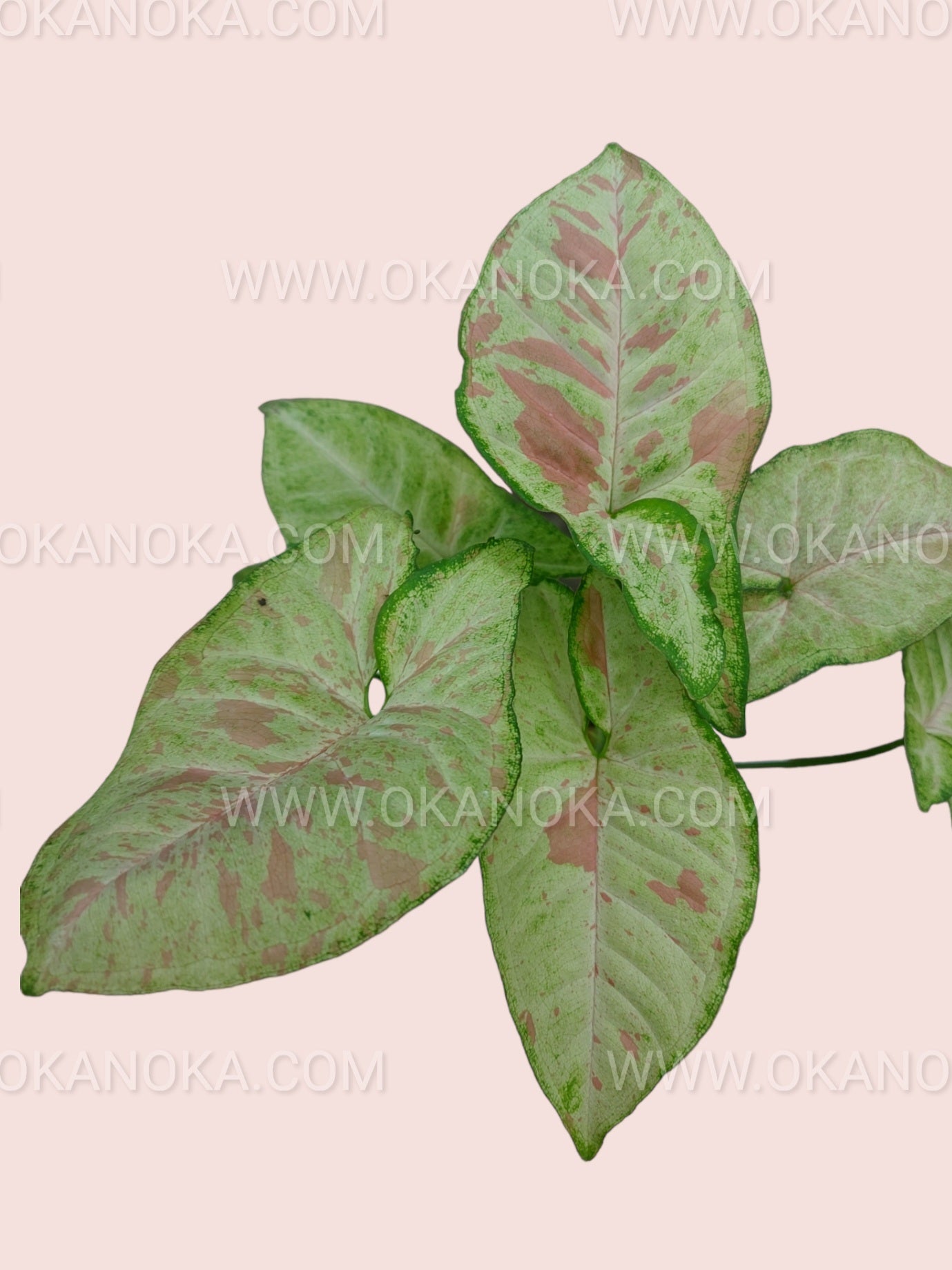 Top view of Syngonium Confetti with variegated green, pink, and cream leaves held by hand against soft pink background