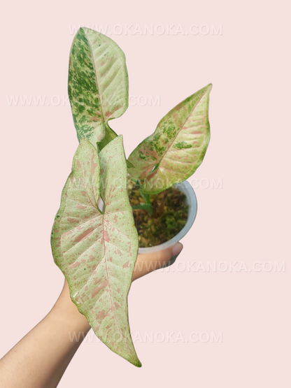 Hand holding a young Syngonium Confetti Tricolor showing variegated foliage.