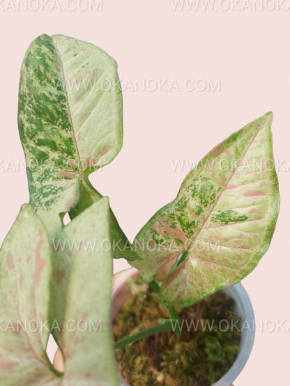 Multiple Syngonium Confetti Tricolor plants in a greenhouse setting.