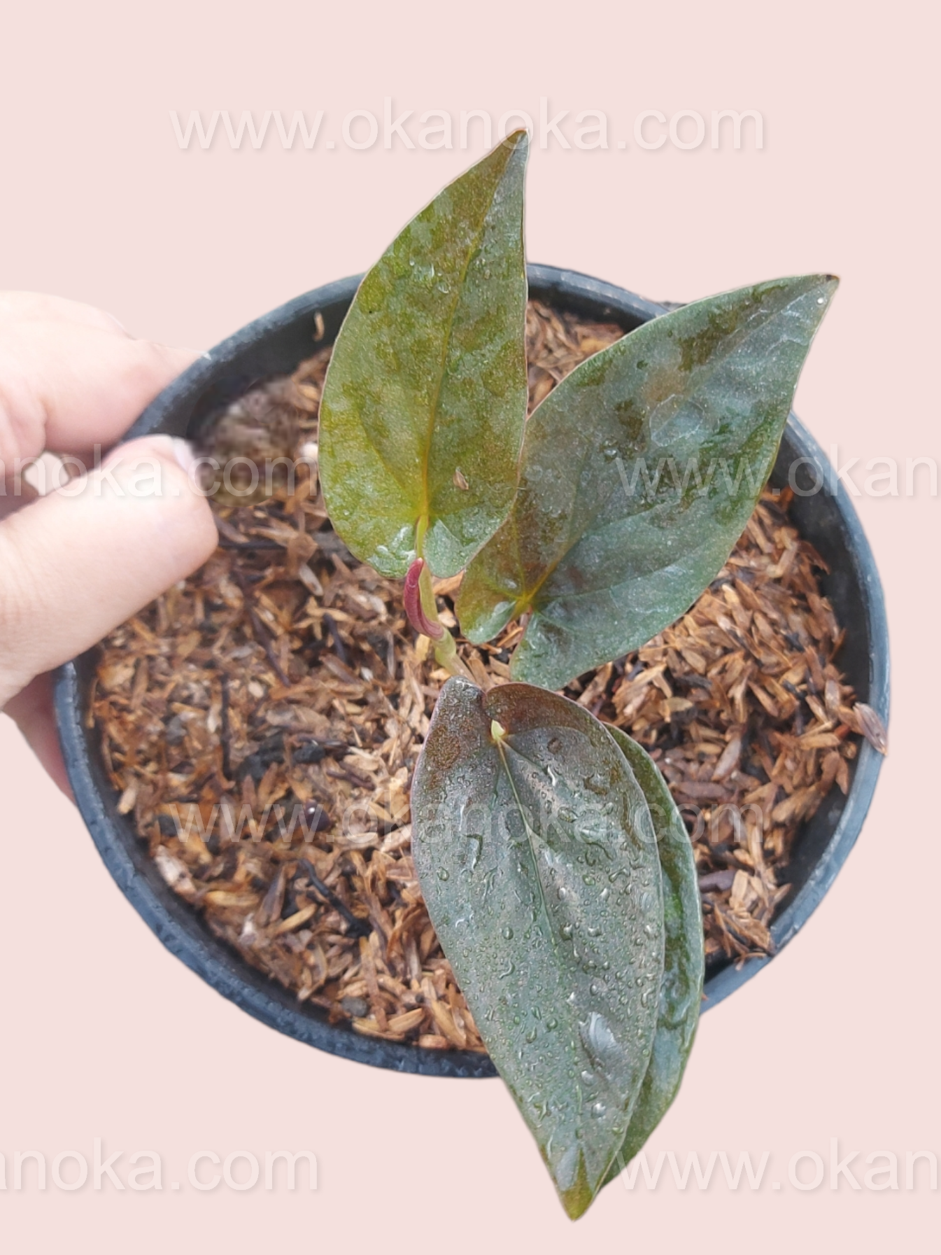 Close-up of a leaf highlighting its pointed shape and subtle red veins.