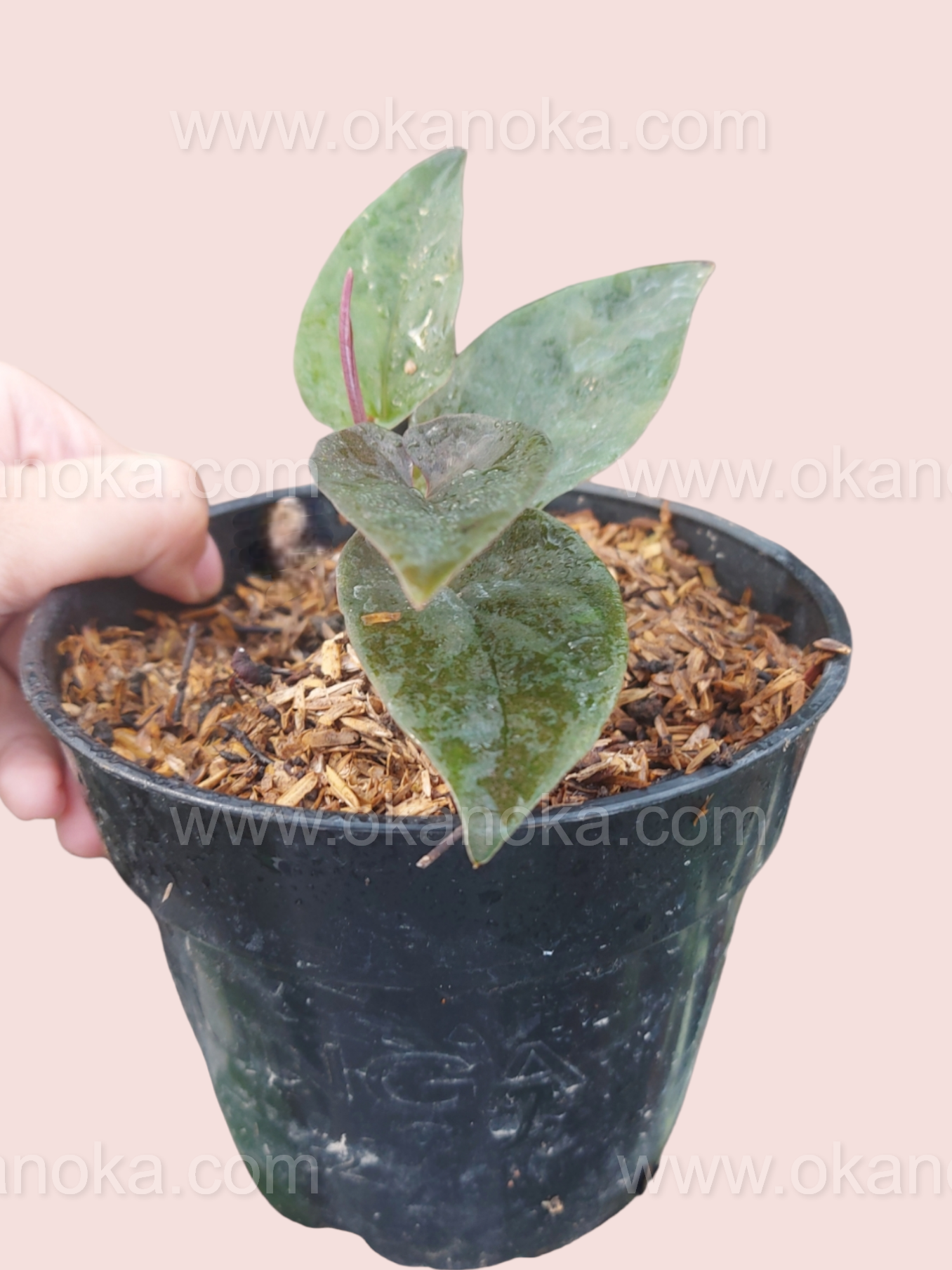 Top view of Syngonium Erythrophyllum Red Arrow showing arrow-shaped green leaves with red undertones.