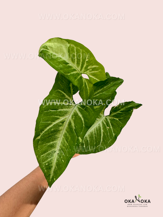 Top view of Syngonium Green Latte displaying its soft, muted green leaves with a gentle cream undertone.