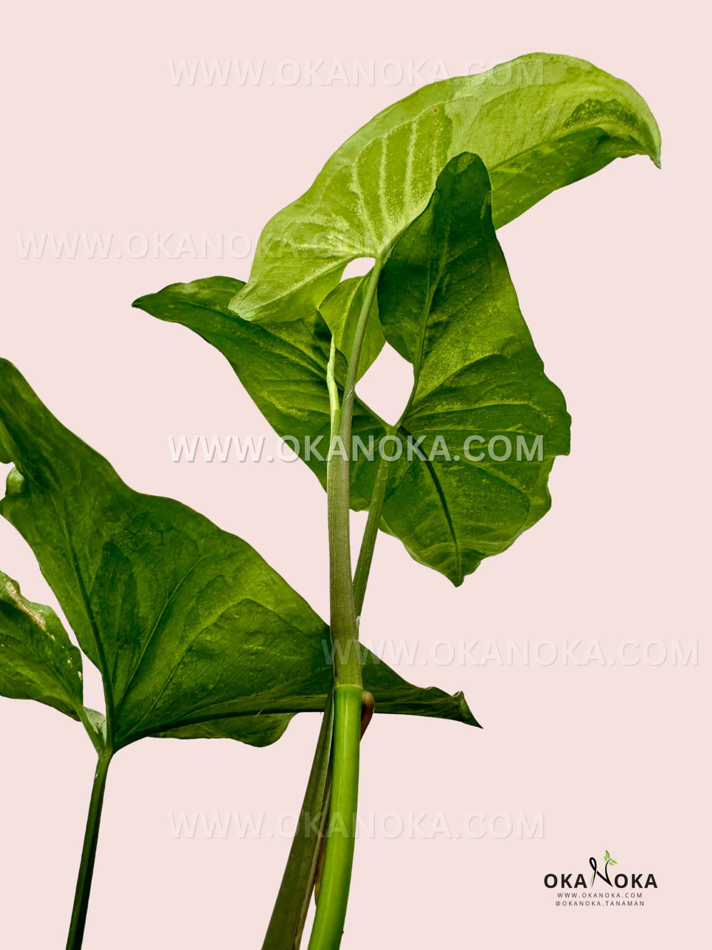 Syngonium Green Latte in a black pot, showcasing its elegant, creamy green foliage.