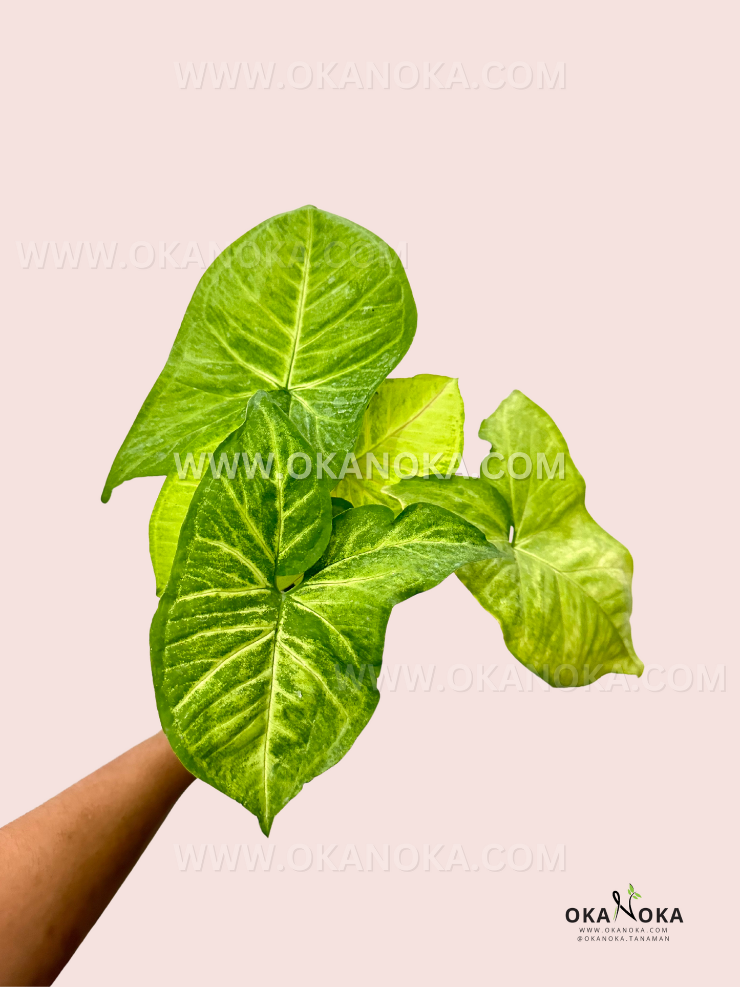 Close-up of Syngonium Lime Green leaves showing vibrant lime tones.