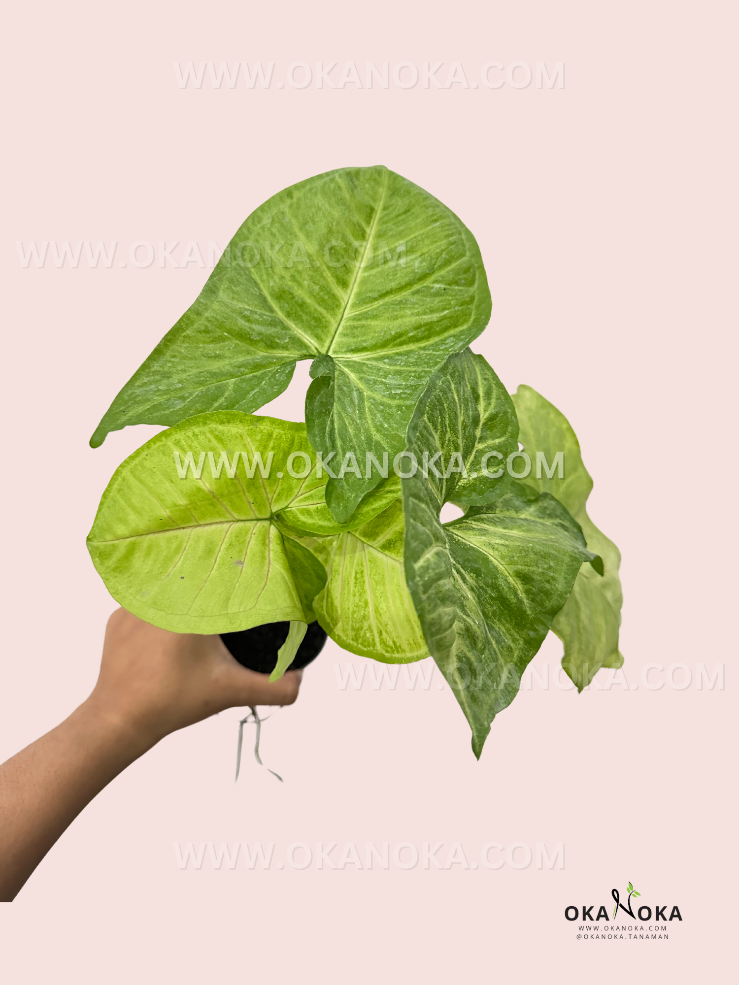 Syngonium Lime Green potted with natural light.