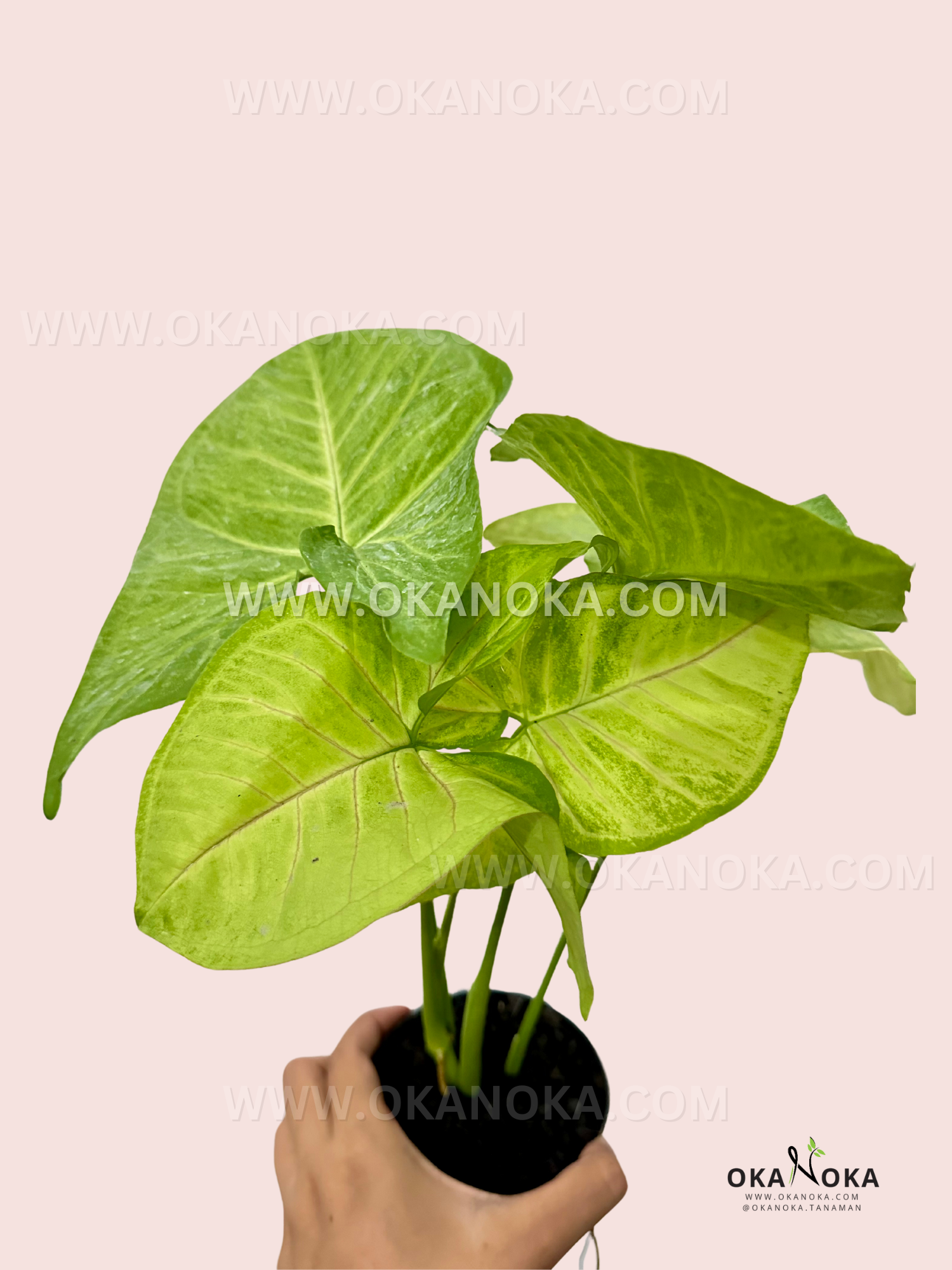 lime green pot plants Syngonium Lime Green – Okanoka