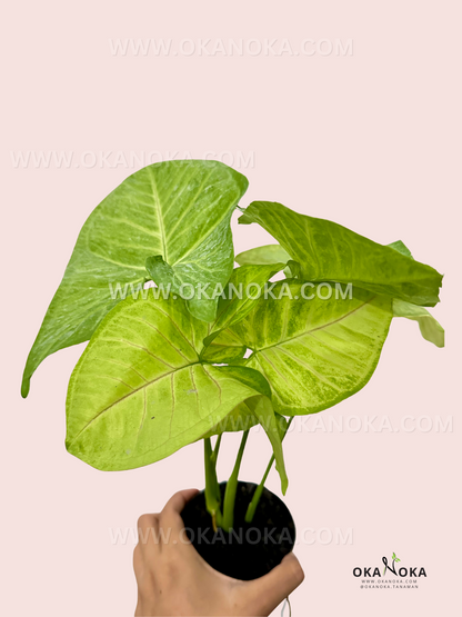 Heart-shaped lime green leaves of Syngonium Lime Green in a minimalist pot.