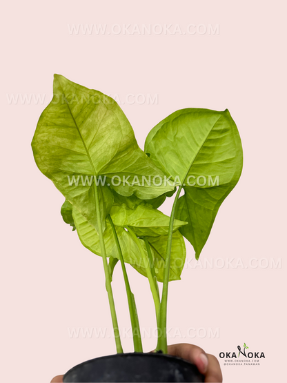 A Syngonium Lime Green plant with bright, heart-shaped leaves, held in a hand with a black nursery pot, set against a soft pink background with a watermark from Okanoka.com.