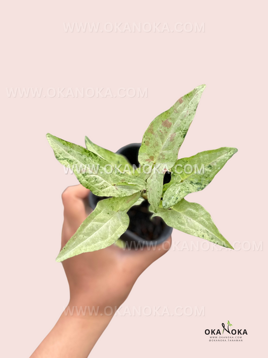 Syngonium Milk Confetti Tricolor live plant with white, pink, and green variegated arrow-shaped leaves.