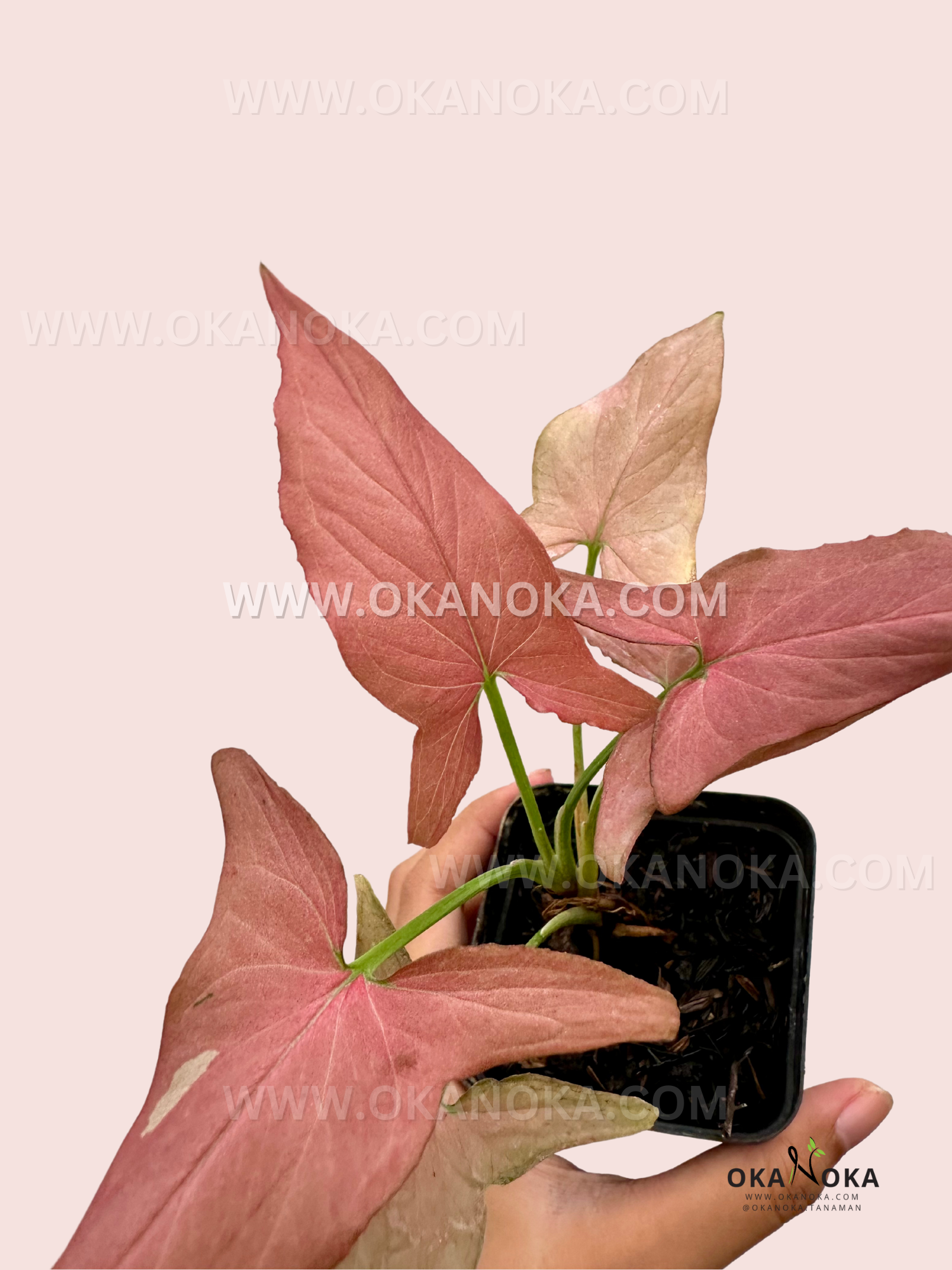 Close-up of Syngonium Mini Rose with soft pinkish leaves in a black nursery pot.