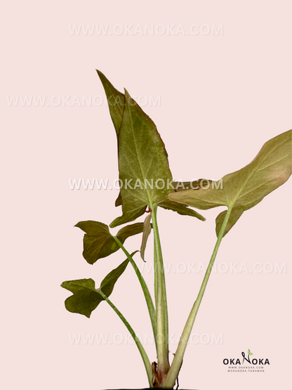 Side view of Syngonium Mini Rose plant highlighting its elegant, heart-shaped pink leaves.