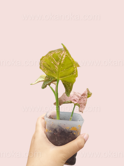 Top view of Syngonium Mosaic showing variegated green and white leaves in a pot