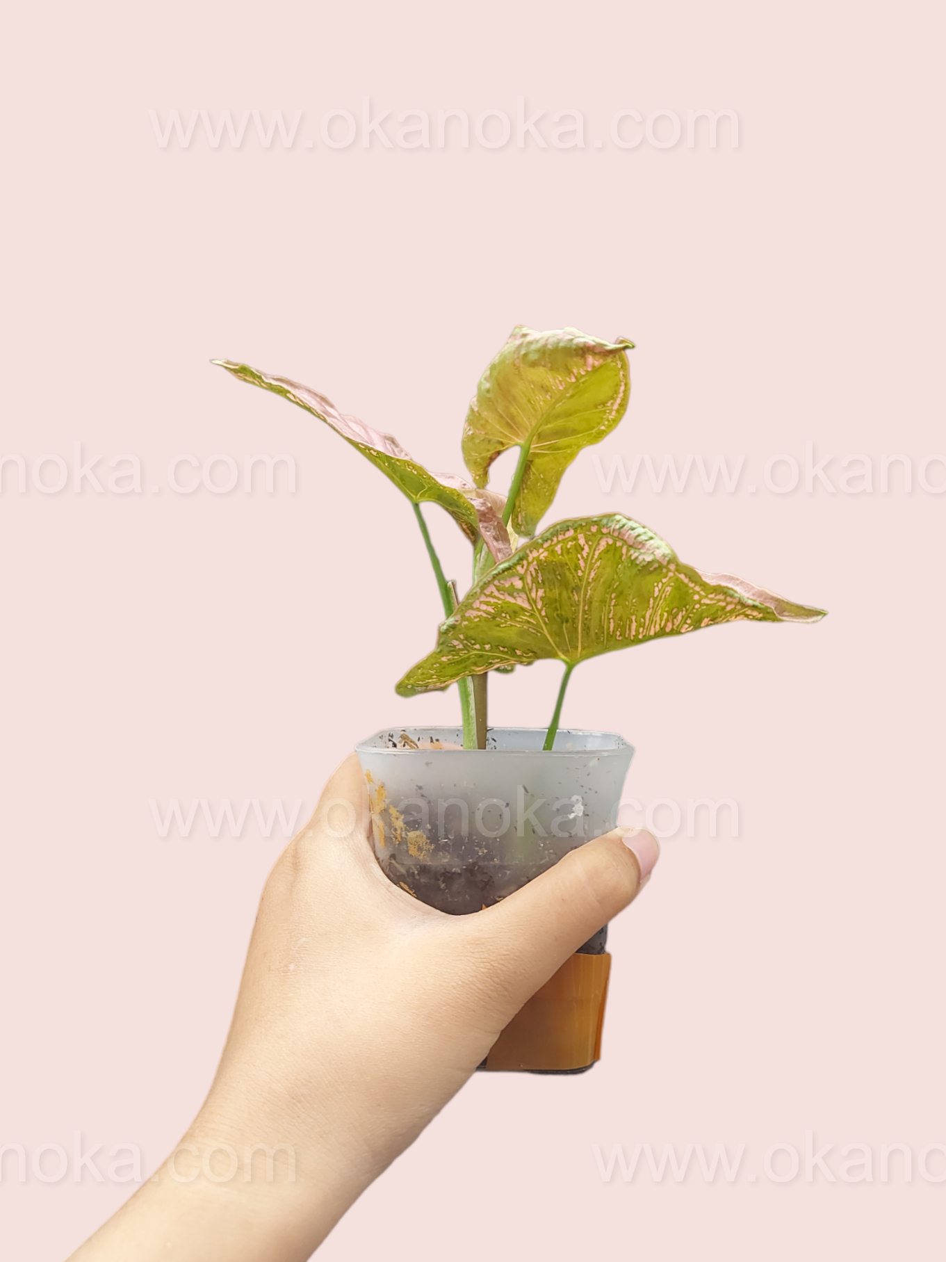 Hand holding Syngonium Mosaic highlighting variegation and unique leaf patterns