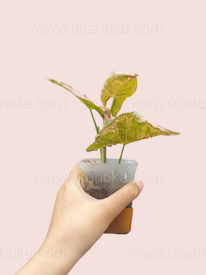 Hand holding Syngonium Mosaic highlighting variegation and unique leaf patterns