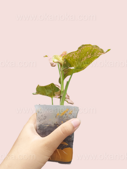 Side view of Syngonium Mosaic showing leaf structure and healthy growth