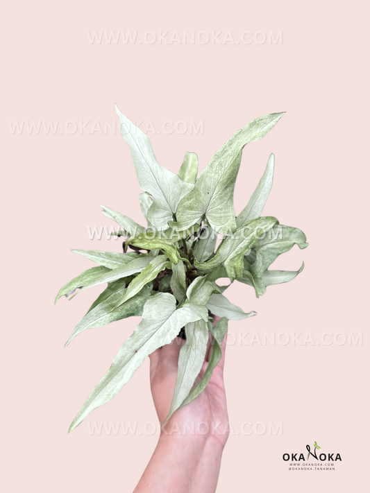 Syngonium Ngern Laima live plant with green and creamy variegated arrowhead-shaped leaves.