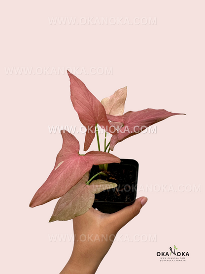 A hand holding Syngonium Orm Nagpum, showcasing its unique rose-colored foliage against a pastel pink background.