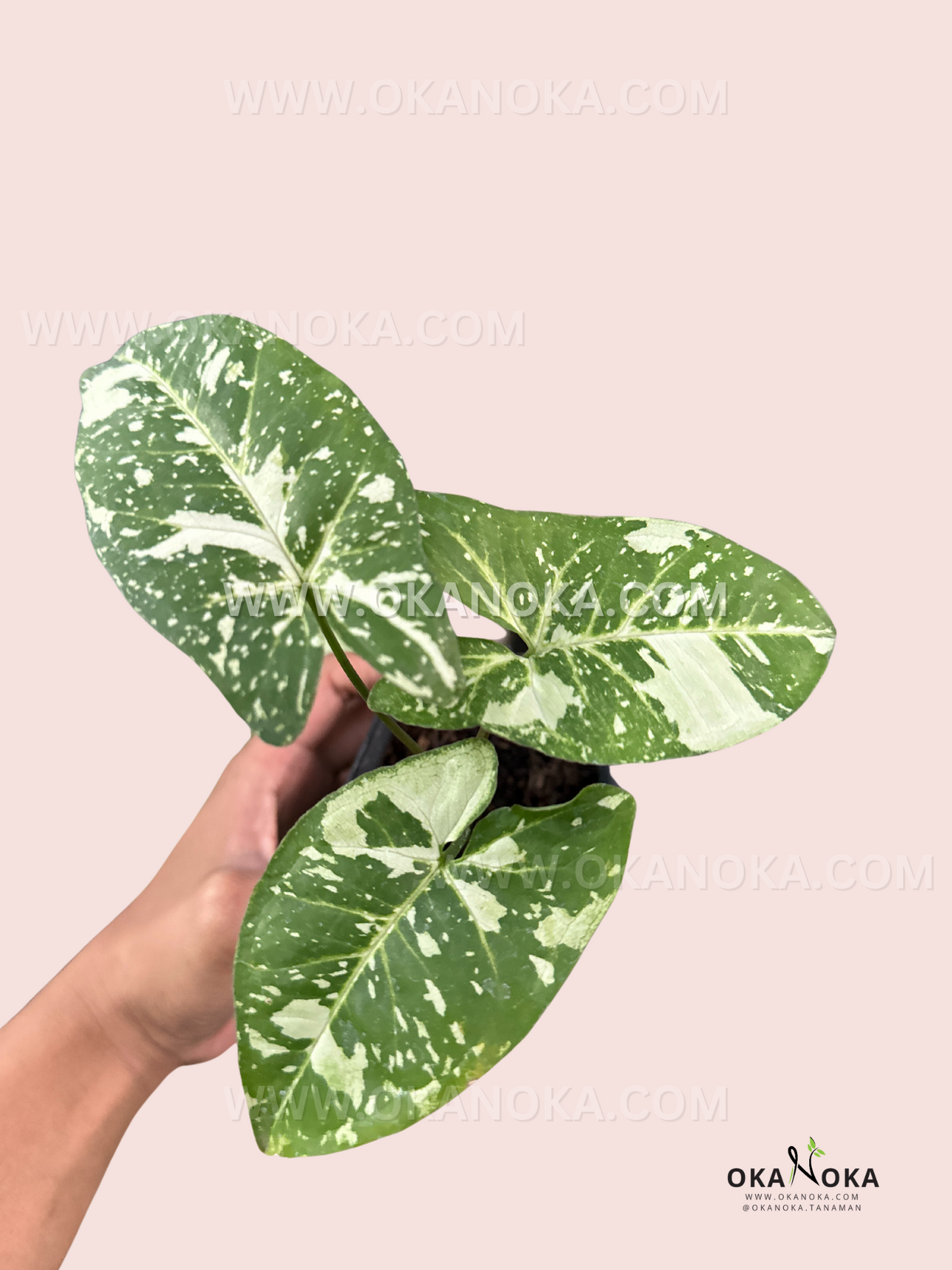 Side view of Syngonium Panda Galaxy War highlighting multiple leaves with galaxy-like variegation in a pot.