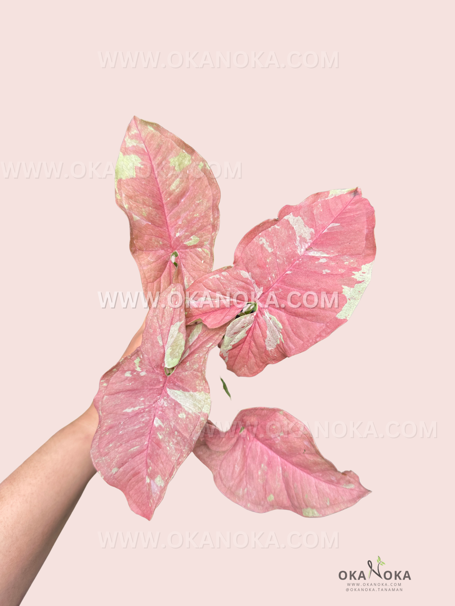Top view of Syngonium Pink Candy showing variegation pattern and leaf texture.