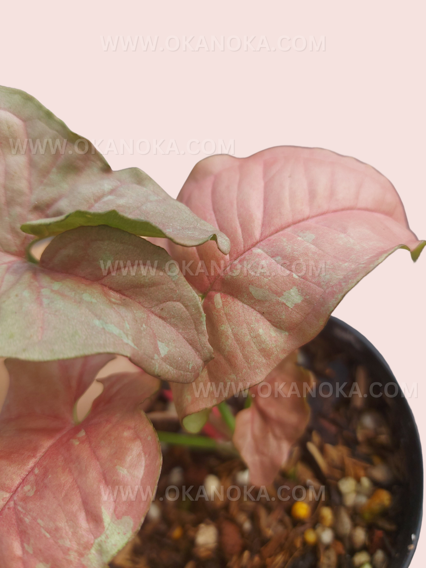 Top view of Syngonium Pink Candy showing vibrant pink arrowhead leaves with green variegation.