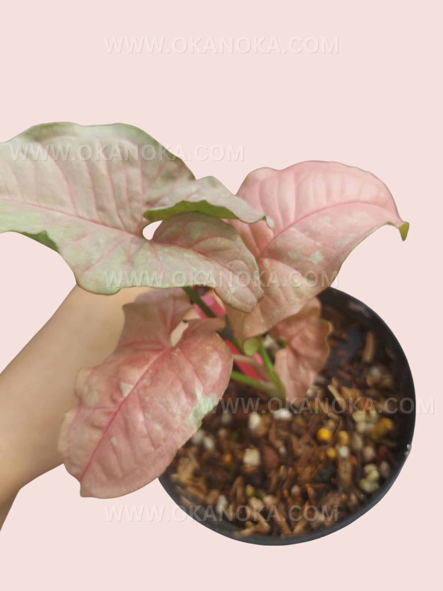 Close-up of the pink variegated leaves highlighting texture and color details.