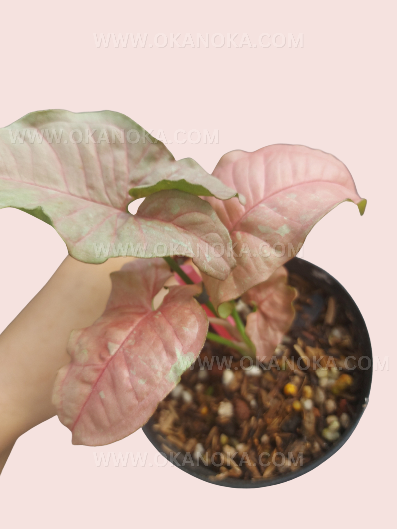 Close-up of the pink variegated leaves highlighting texture and color details.