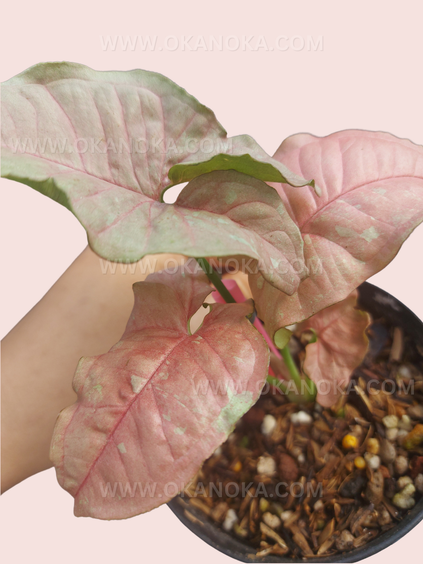Hand holding Syngonium Pink Candy, showcasing size and lush foliage.