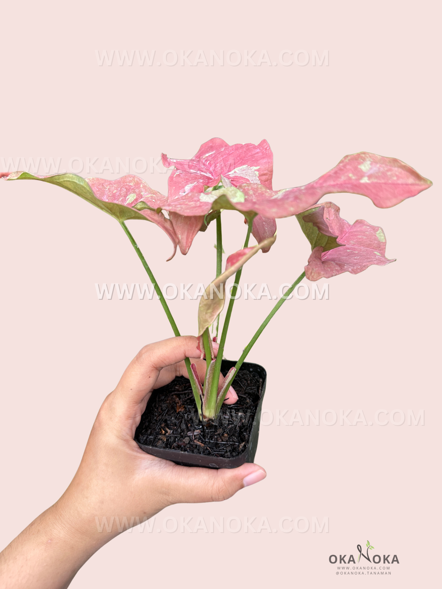 Hand holding Syngonium Pink Candy with vibrant pink and green variegated leaves.