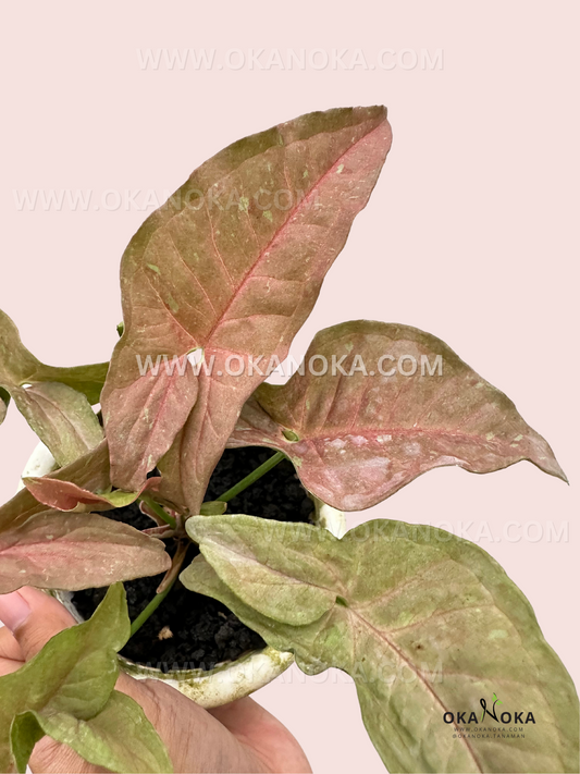 Top view of Syngonium Pink Caviar plant, highlighting its pink and green variegated leaves in a white nursery pot.