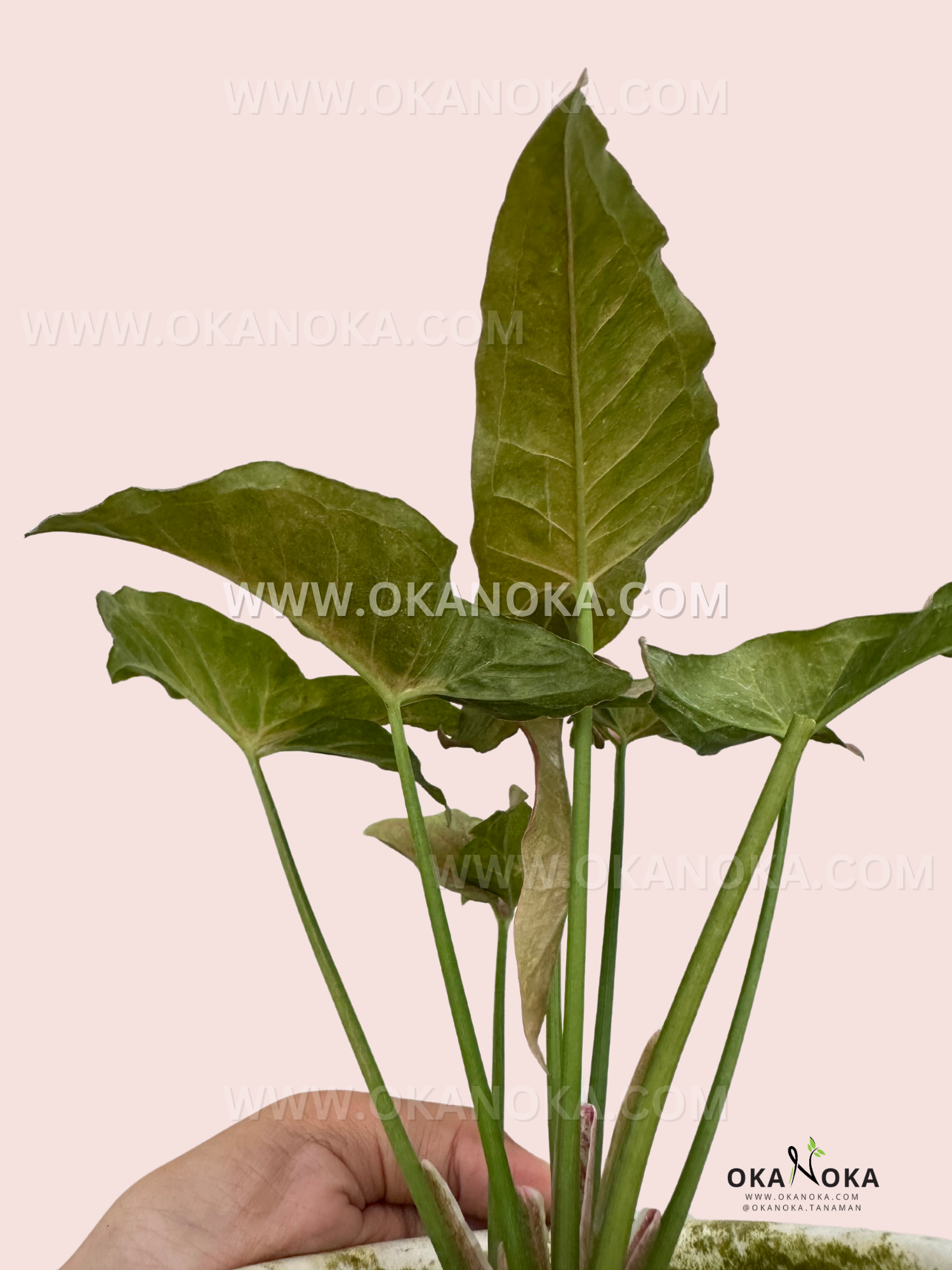 Syngonium Pink Caviar leaves with soft pink tones and subtle green patterns against a pastel pink background.