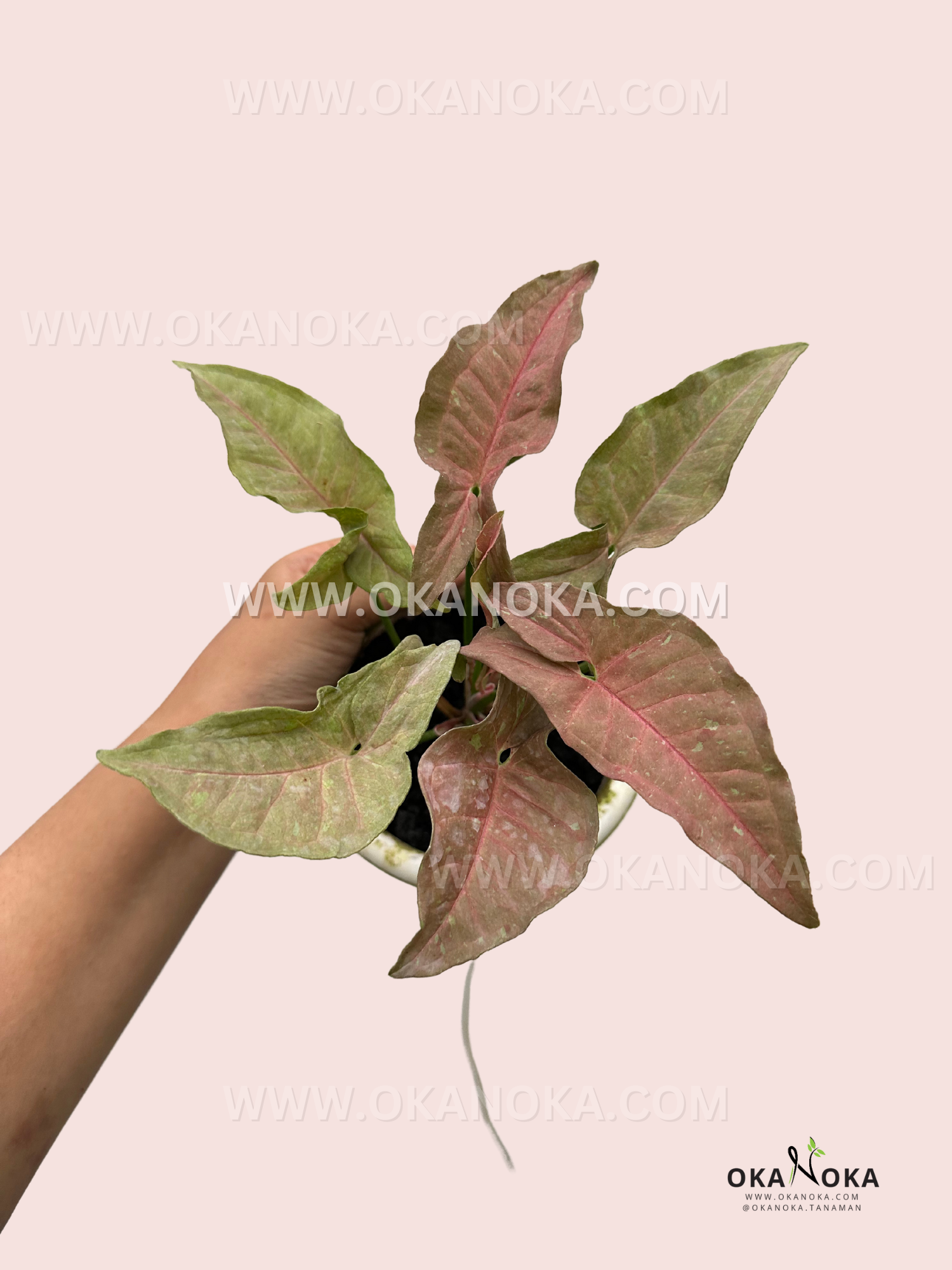 A hand holding Syngonium Pink Caviar, showcasing its elegant, elongated foliage.